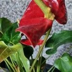 Anthurium scherzerianumBlodyn