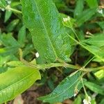 Persicaria strigosa Liść