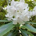 Rhododendron annae