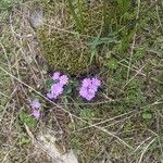 Primula integrifolia 花
