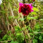 Rubus spectabilis फूल
