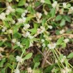 Alternanthera sessilis花