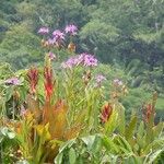 Epidendrum flexuosum Habitus