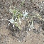 Pancratium maritimumKwiat