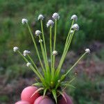 Eriocaulon albocapitatum Flower