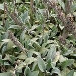 Stachys byzantina Habitus