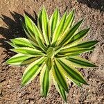 Agave lophantha Інше