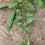 Oenothera parvifloraLeht