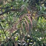 Chamaedorea microspadix Leaf