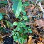 Crataegus uniflora Blatt