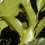 Ocotea viridiflora Leaf