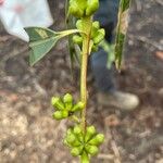 Eucalyptus botryoides Frutto