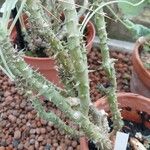 Pelargonium echinatum Corteza