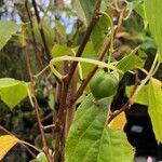 Actinidia arguta Blad