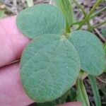 Rhynchosia minima Leaf