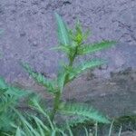 Rorippa amphibia Leaf