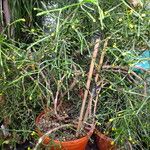 Rhipsalis clavata Habit