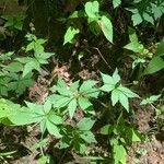 Sanicula marilandica 葉