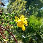 Hypericum balearicum Flor