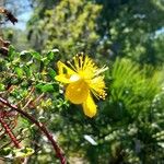 Hypericum balearicum 花