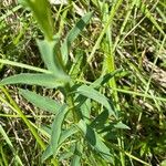 Linum flavum Blad