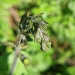 Epipactis microphylla Çiçek