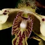 Dendrobium macrophyllum Flower