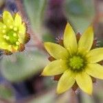 Aichryson villosum Flower