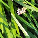 Liriope spicata Flower