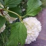 Viburnum macrocephalum 葉