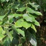 Salix appendiculata ഇല