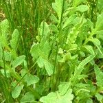 Cirsium erisithales Habit