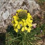 Fourraea alpina Virág