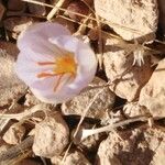 Crocus cancellatus অভ্যাস