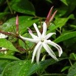 Morierina montana Flower