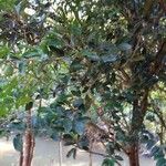 Ficus velutina Hoja