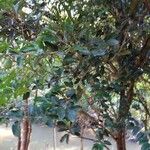 Ficus velutina Folha