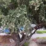 Leptospermum laevigatum Libunga
