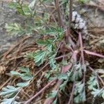 Capnoides sempervirens Leaf