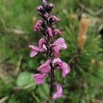 Pedicularis rostratospicata 花