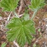 Oplopanax horridus Hoja