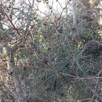 Hakea gibbosa Blad