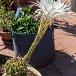 Echinopsis oxygona Квітка