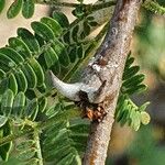 Acacia etbaica പുറംതൊലി
