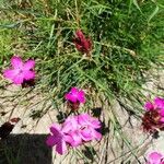 Dianthus carthusianorumFlor