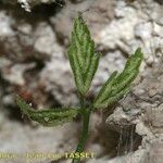 Asplenium seelosii Ліст