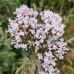 Valeriana dioicaBlüte