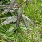 Pedicularis recutita Folla