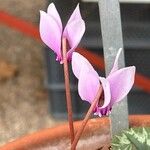 Cyclamen africanum Flower