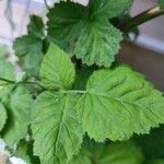 Rubus camptostachys 葉